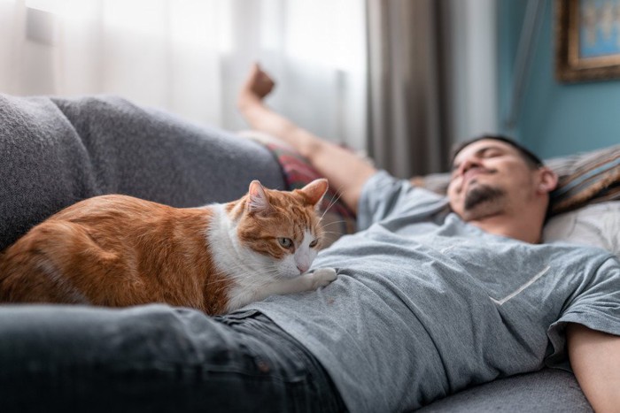横たわった男性の腹部に乗る猫