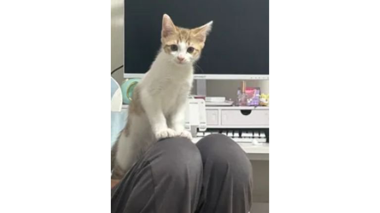 室内にいる猫