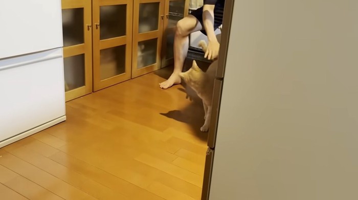 なでられている猫