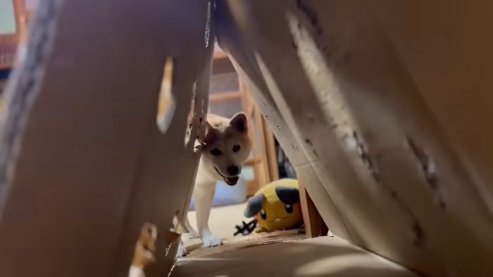 段ボールを覗くももちゃん