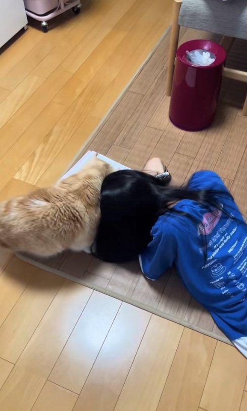 子どもの頭にぶつかっている猫