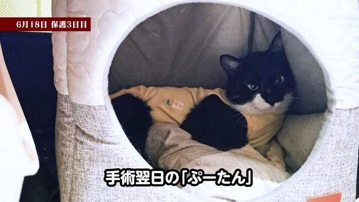 猫ベッドの中にいる猫