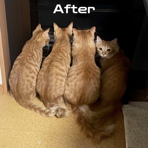 おすわりする猫たちの後ろ姿
