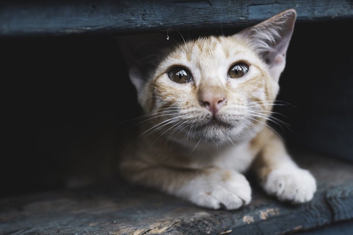 縁の下の猫