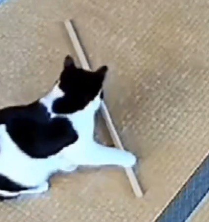 木の棒に前足を乗せる白黒猫