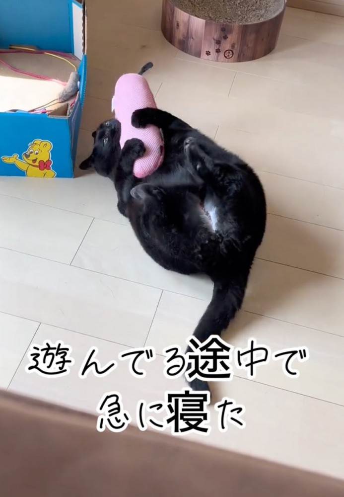 抱き抱える猫