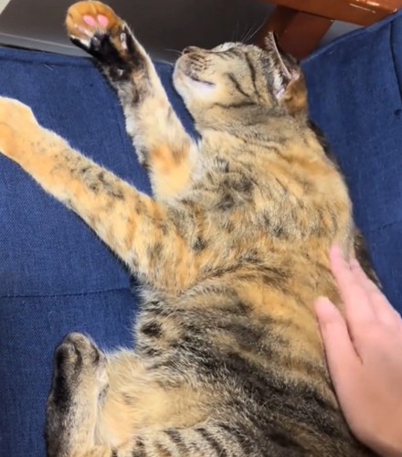 撫でられる猫