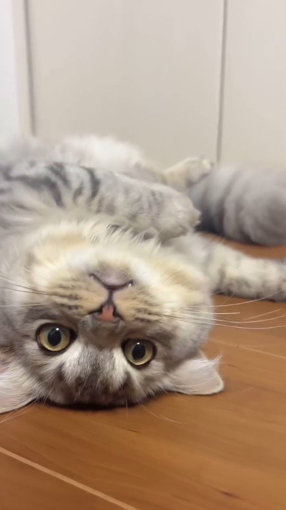 仰向けになる猫