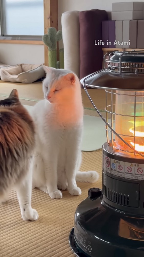 2匹の猫の写真1