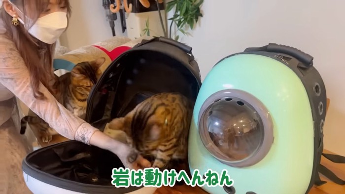 開いたキャリーの中にいる猫