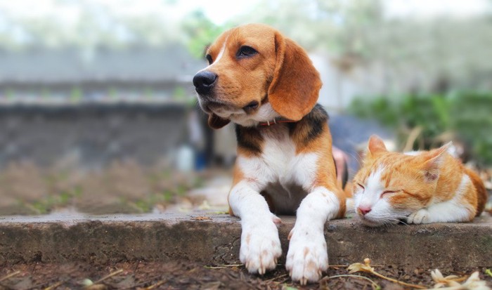 犬と猫