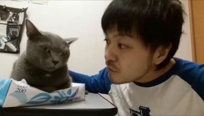 猫と猫を見てる人