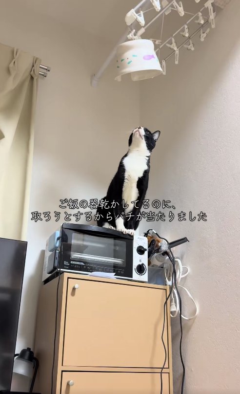 トースターの上にお座りして器を見つめている猫