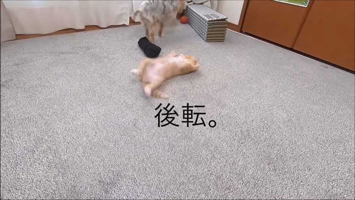 後天する猫