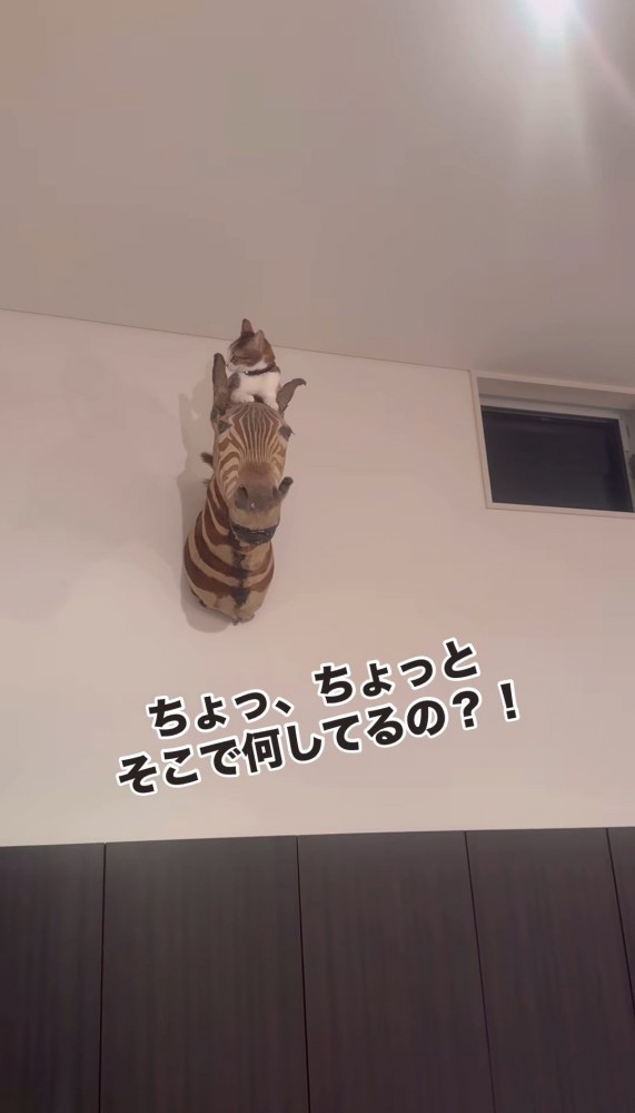 シマウマのオブジェの上で横を向く猫