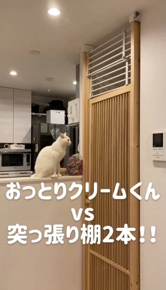 キッチンのカウンター上の猫