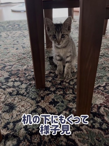 テーブルの下にいる子猫