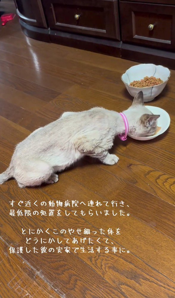 ごはんを食べるガリガリの猫