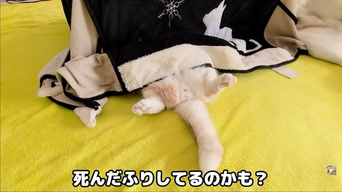 足広げている猫