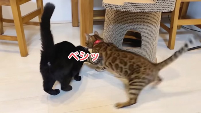 黒猫をたたくベンガル