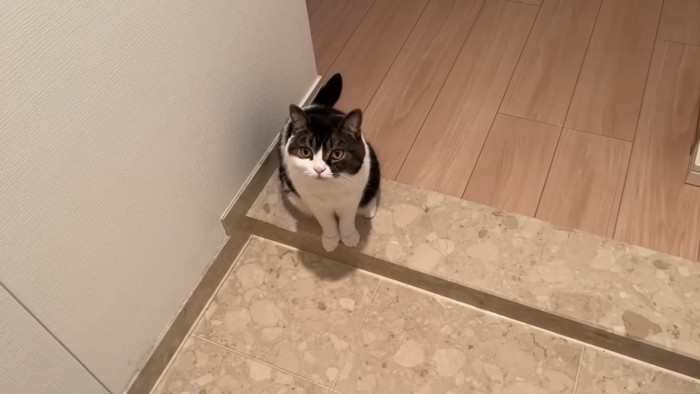 おすわりする猫