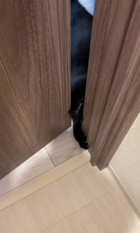 ドアを開ける猫