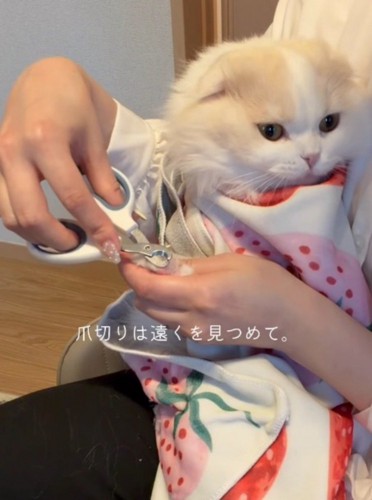 女性に抱っこされて爪を切られる猫