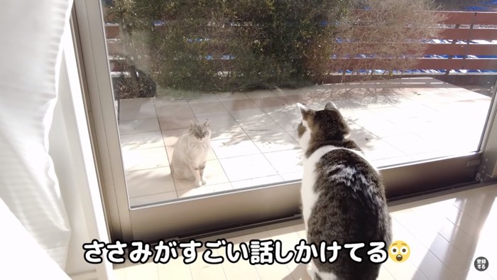 話しかける猫