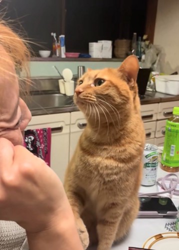 お母さんを見つめる猫