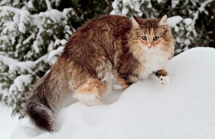 雪の上を登るノルウェージャンフォレストキャット