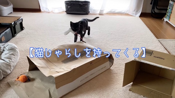 猫じゃらしをくわえる猫