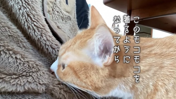 ベストのにおいを嗅ぐ猫