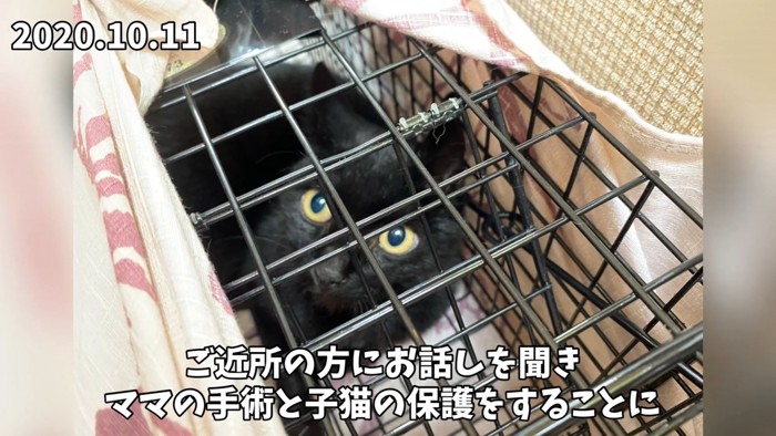 捕獲器の中にいる猫