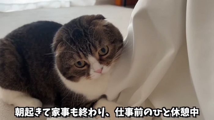 座る猫