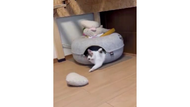 おもちゃで遊ぶ猫