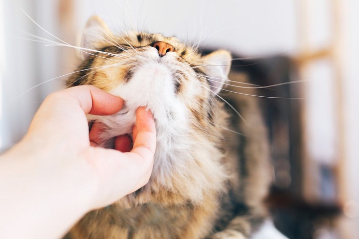 顔を撫でられている猫