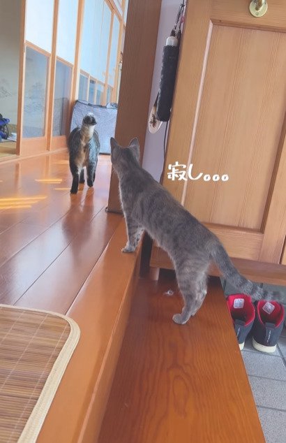 猫の後ろ姿を見る子猫