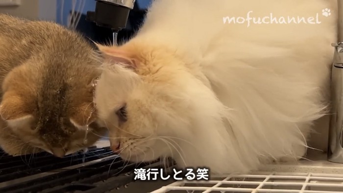 水を被る猫