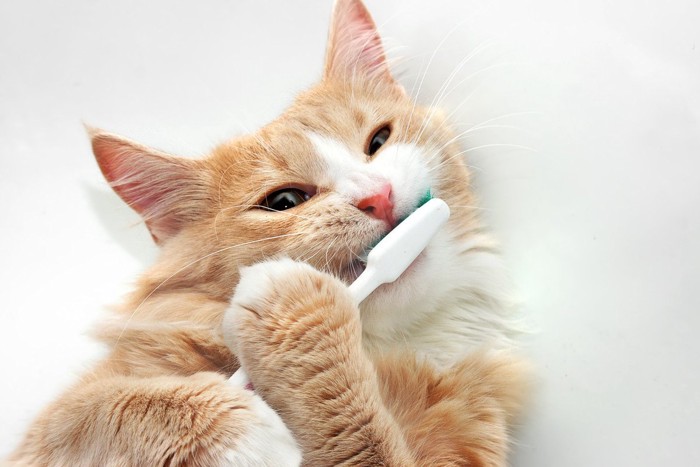 歯ブラシを抱えて噛んでいる猫
