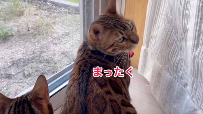 振り向く猫