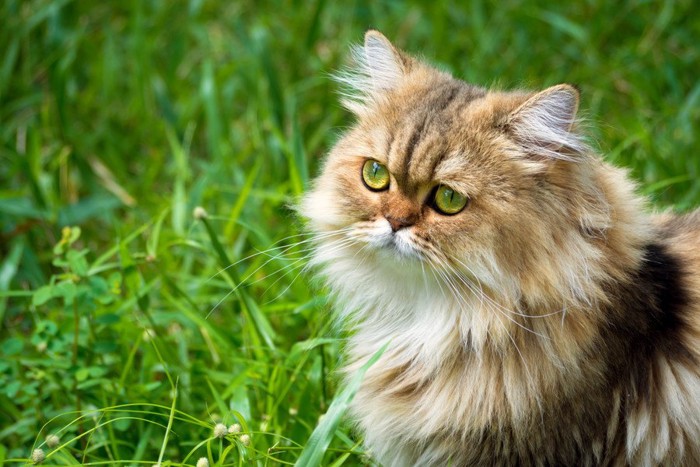 ロングヘアの猫