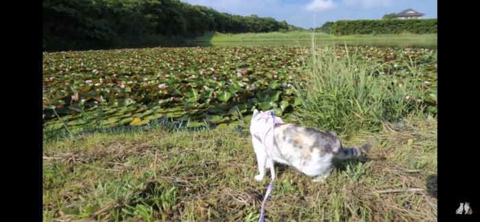 睡蓮の花