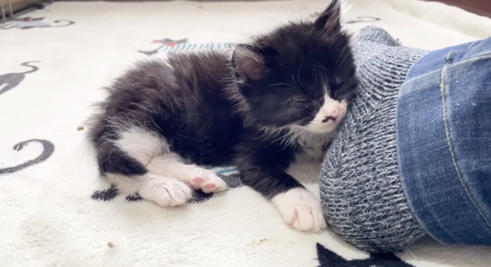 うとうとする黒い子猫
