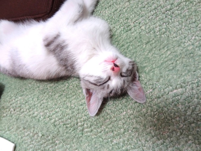 寝ている子猫