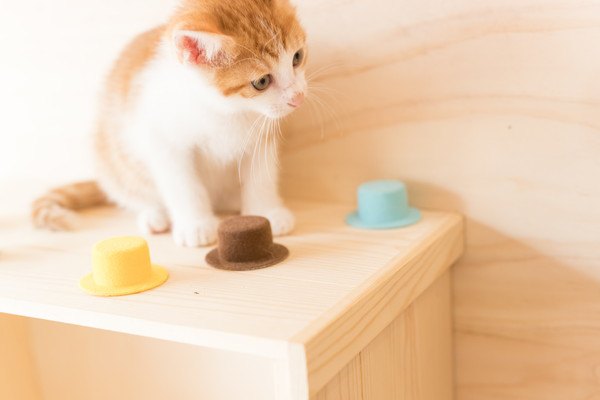 棚の上にいる茶色と白の子猫