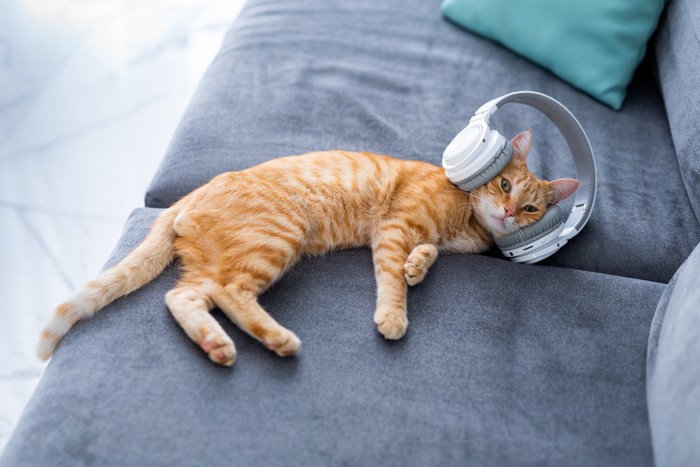 ソファーに寝転んでヘッドホンを装着している猫