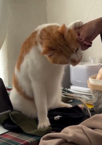 飼い主の手に自分の顔をすり寄せる猫