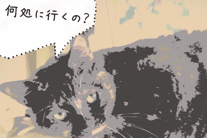 フセしている野良猫