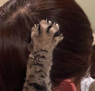 女性の頭に添えられた猫の前足