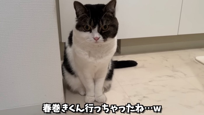 おすわりする猫